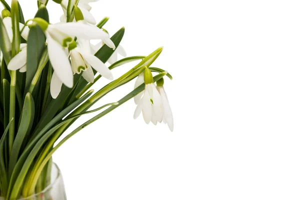 Beautiful snowdrop flower white isolated — Stock Photo, Image