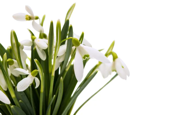 Beautiful snowdrop flower white isolated — Stock Photo, Image