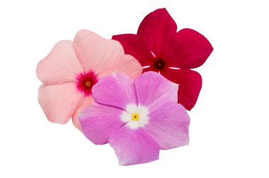 Vinca rosea çiçek Catharanthus 