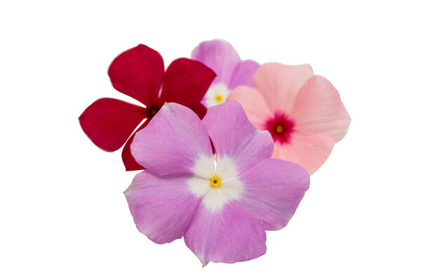 Vinca rosea Flower Catharanthus
 