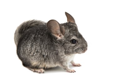 Chinchilla domesti kemirgen hayvan yemi için