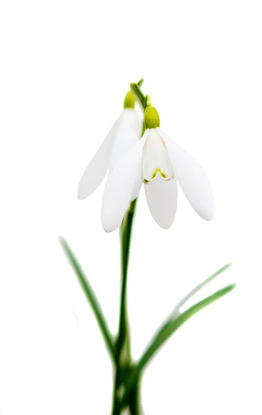 Snowdrop bellissimo fiore bianco isolato — Foto Stock