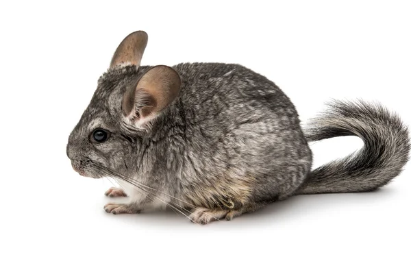 Chinchilla animal gris — Photo