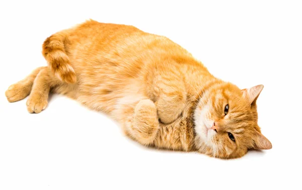 Red british male cat — Stock Photo, Image