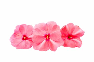 Vinca Rose Çiçeği Catharanthus Gülü Madagaskar menekşesi