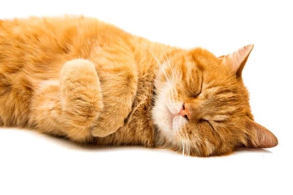 Vermelho britânico macho gato — Fotografia de Stock