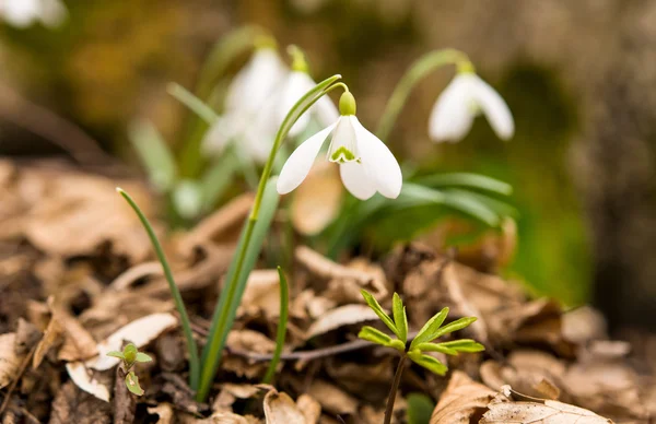 First spring flowers — Stock Photo, Image