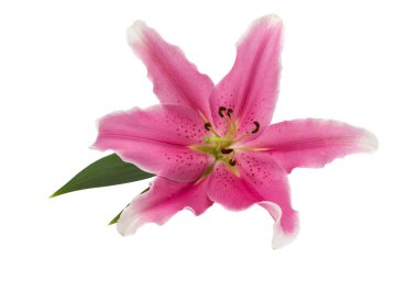 pembe lily izole 