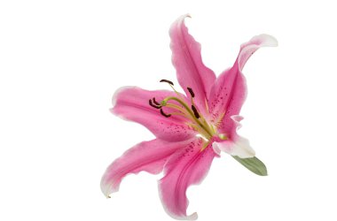 pembe lily izole 