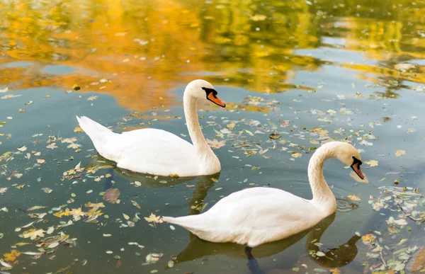 Két hattyú, lebeg a tó ősz — Stock Fotó