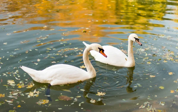 Dvě labutě plovoucí rybník podzim — Stock fotografie