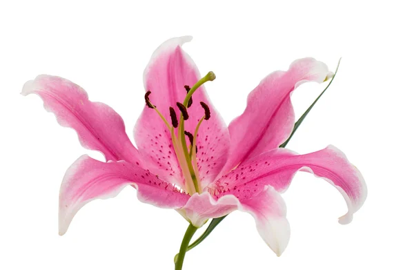 Roze lily geïsoleerd — Stockfoto