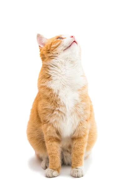 Kat geïsoleerde dier — Stockfoto