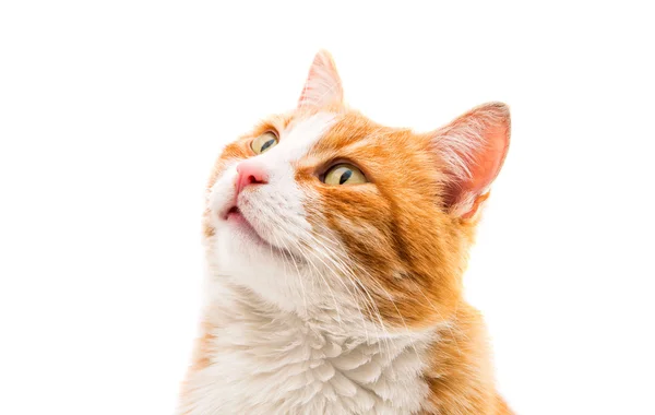Kočka, samostatný barevný — Stock fotografie