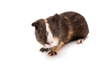 eskiden şiling şimdi domuz izole