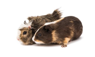 eskiden şiling şimdi domuz izole