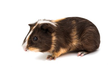 guinea pig isolated clipart