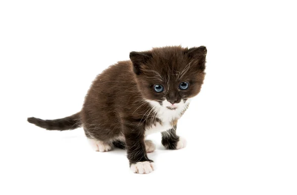 Zwart-wit kitten geïsoleerd — Stockfoto