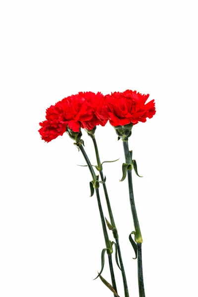 孤立的红色康乃馨 — 图库照片