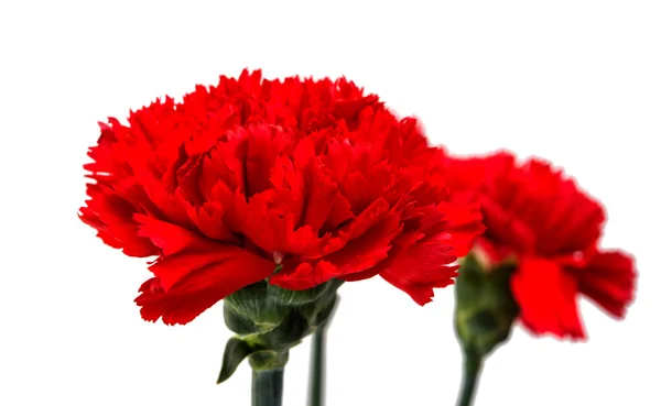 Red carnation isolated — Stock Photo, Image