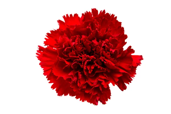 Red carnation isolated — Stock Photo, Image