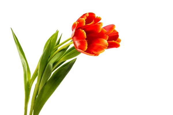 Red tulip isolated — Stock Photo, Image