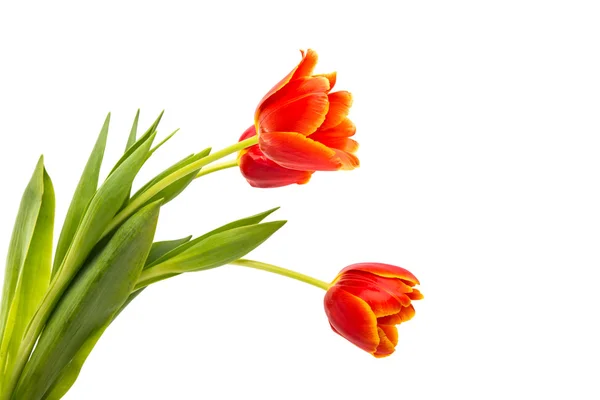 Tulipa vermelha isolada — Fotografia de Stock