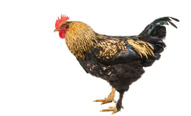 Renkli Horoz Beyazda Tek Başına