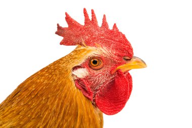 Renkli Horoz Beyazda Tek Başına