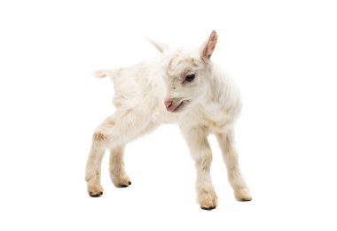 küçük beyaz keçi 