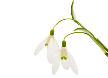 güzel kardelen çiçek beyaz izole