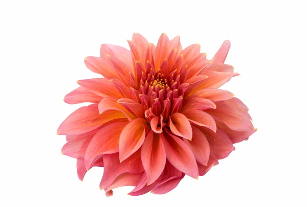 Beautiful dahlia isolated close-up — Stock Photo, Image