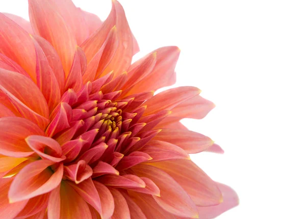 Prachtige dahlia geïsoleerde close-up — Stockfoto