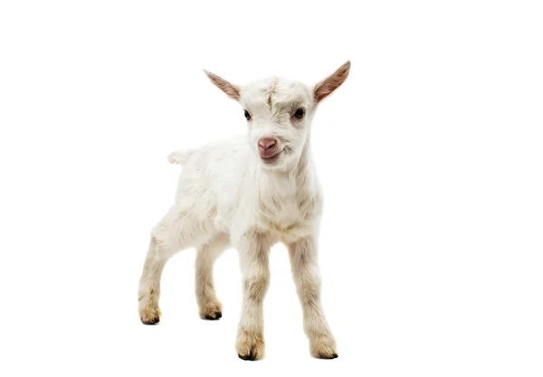 Small white goat — Stock Photo, Image