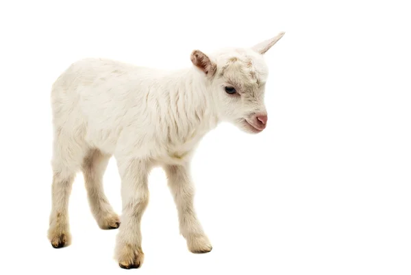 Small white goat — Stock Photo, Image