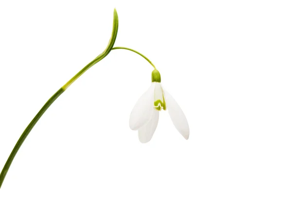 Beautiful snowdrop flower white isolated — Stock Photo, Image