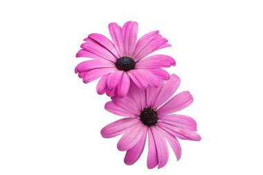 İzole Osteosperumum çiçek papatya 