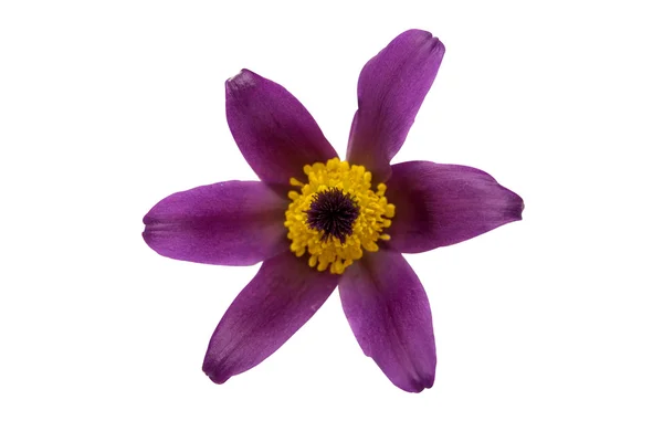 Κοινή pasque λουλούδι — Φωτογραφία Αρχείου