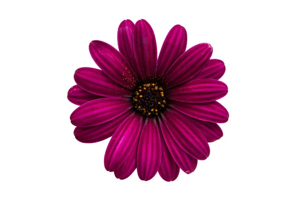 İzole Osteosperumum çiçek papatya — Stok fotoğraf