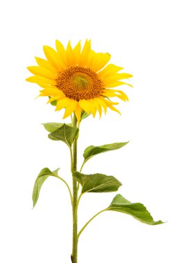 flower sunflower isolated  clipart