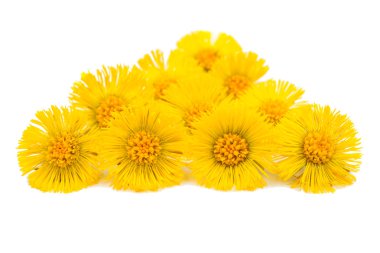 yellow spring flower isolated clipart