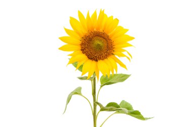 flower sunflower isolated  clipart