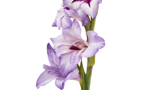 Gladiolo viola isolato — Foto Stock