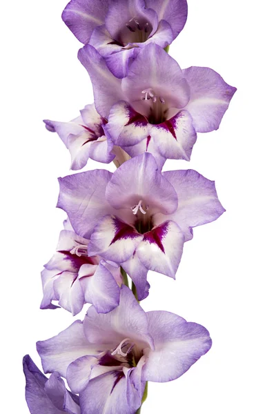 Lila gladiolus isolerade — Stockfoto