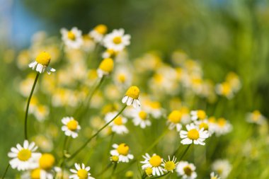 Tıbbi papatya çiçek