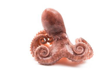 Ahtapot izole et
