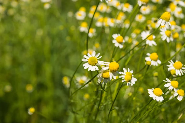 Medische daisy bloem — Stockfoto