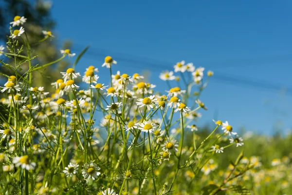 Medicinska daisy blomman — Stockfoto