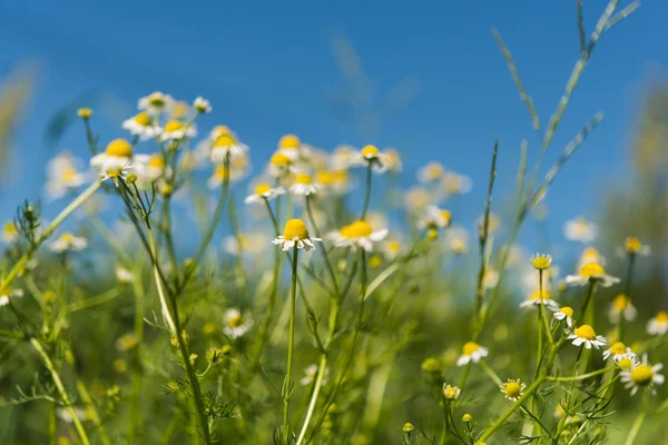 Medische daisy bloem — Stockfoto