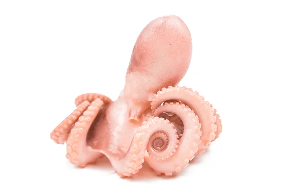 Chobotnice, samostatný maso — Stock fotografie
